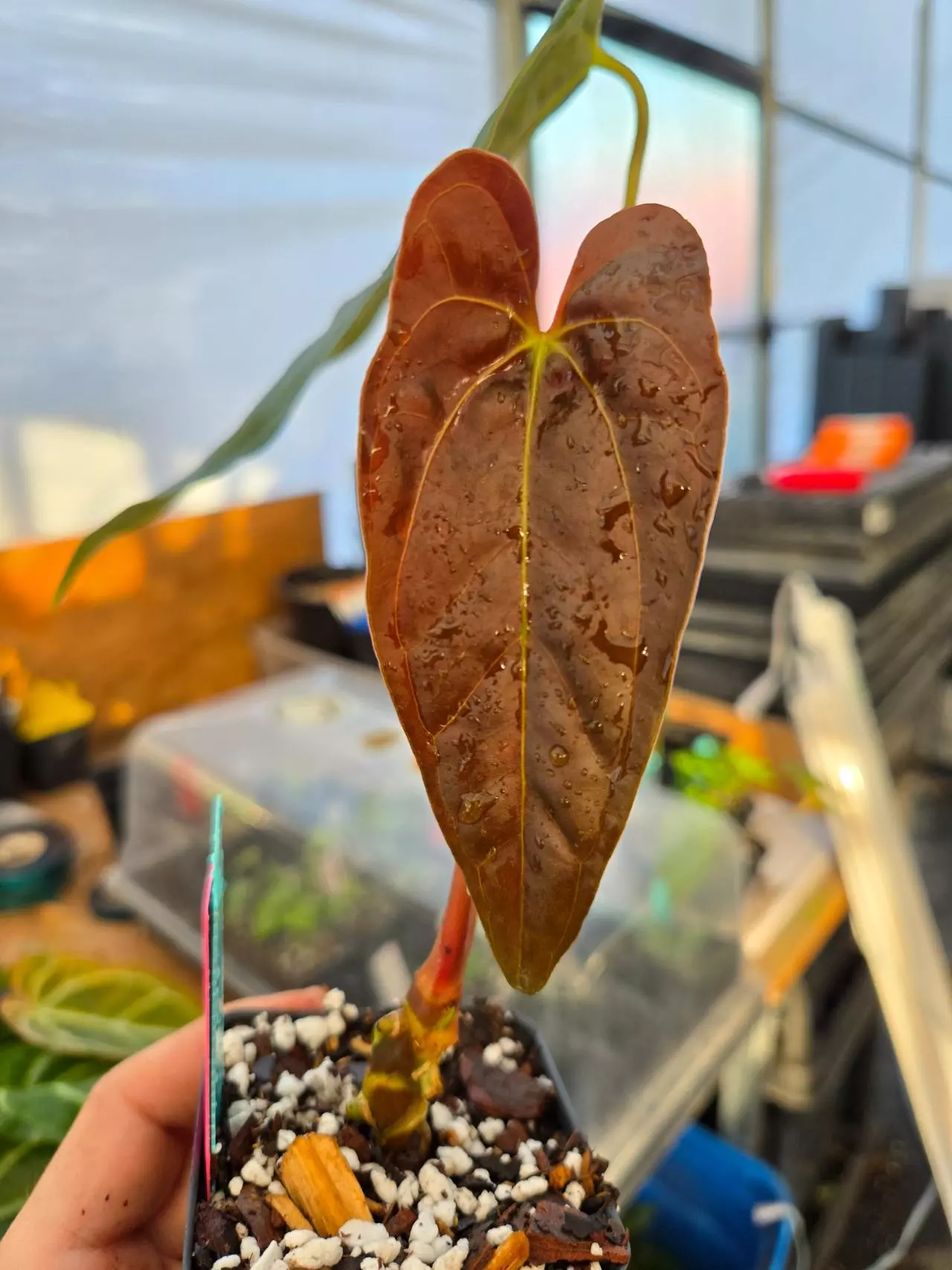 plant/P15 Dark chocolate emergent. Ralph Lynam NOID x Papillaminum Puffy-1