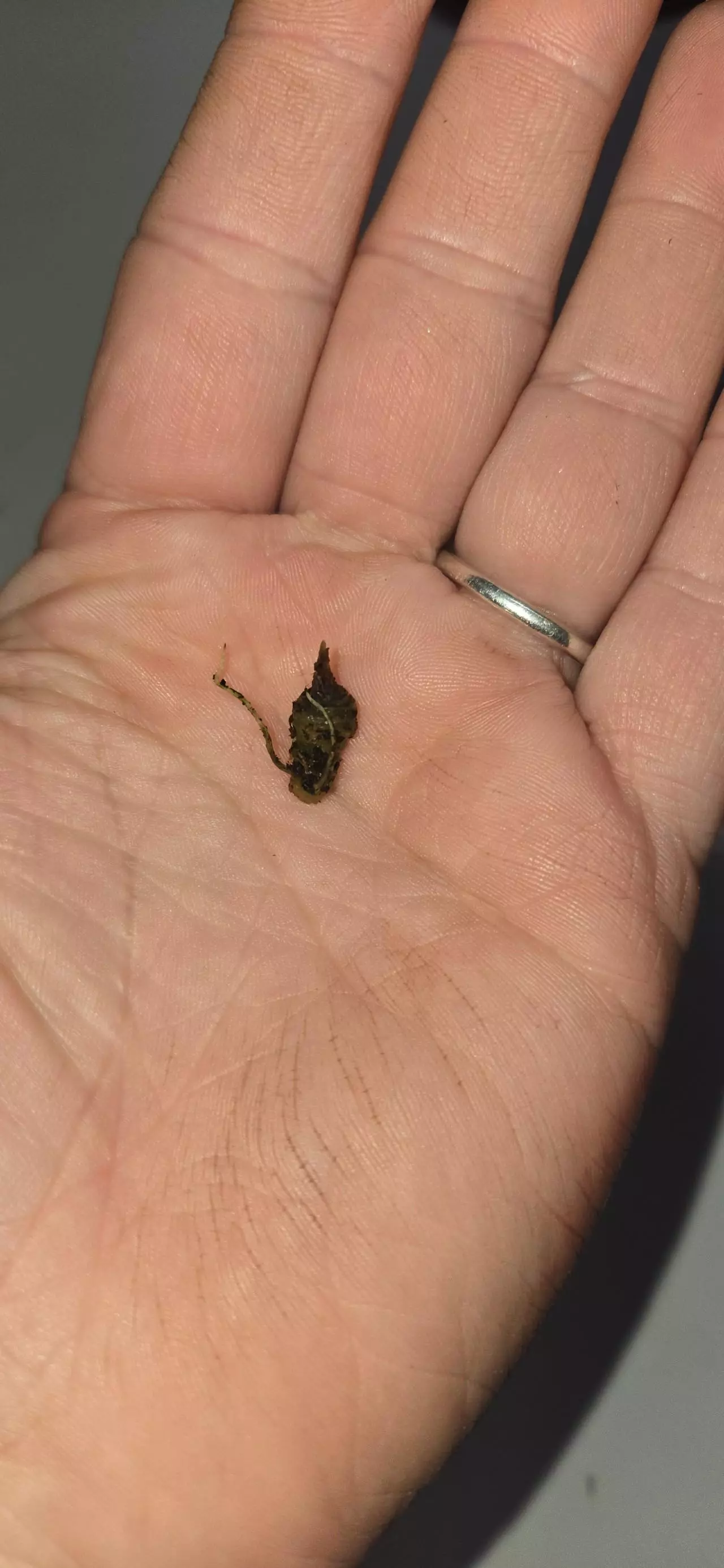 plant/Alocasia venom corm -0