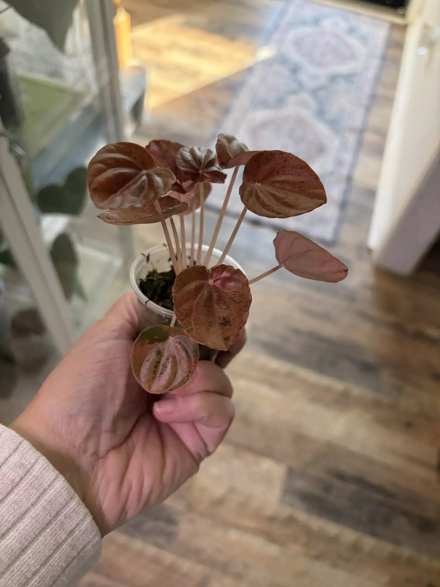 plant/Peperomia Pink Lady-1