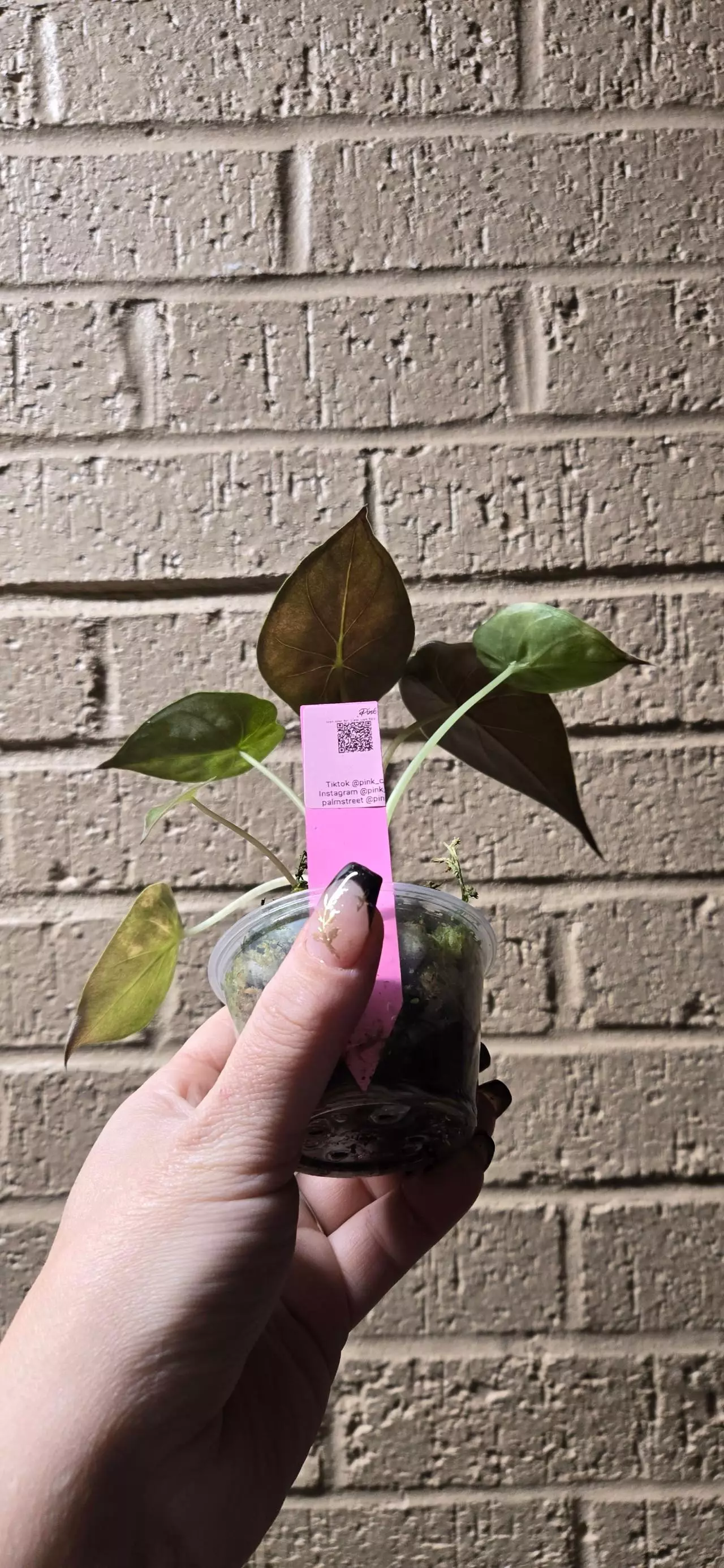 plant/Alocasia wentii-1