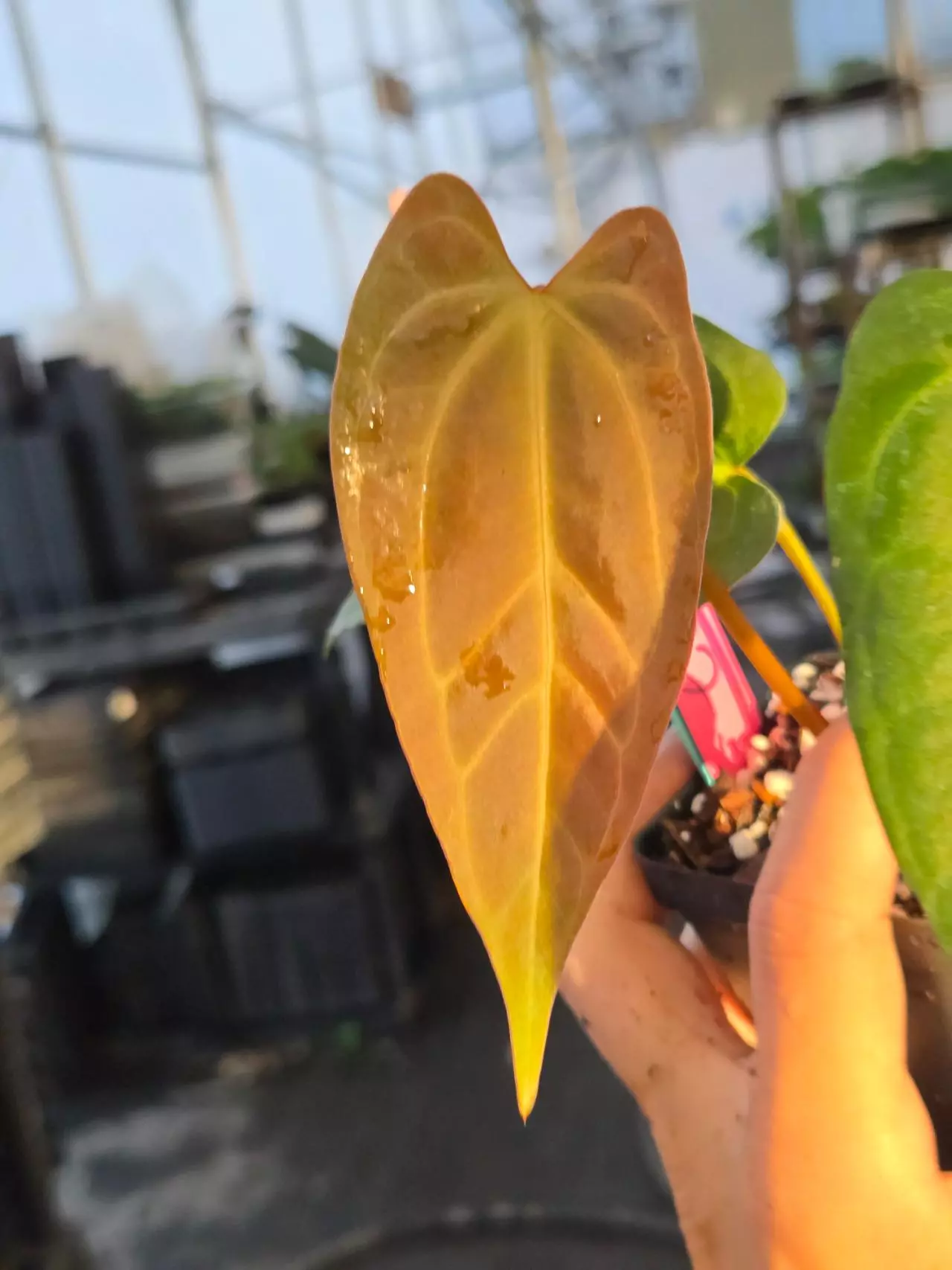 plant/P22 orangey copper emergent. ( Tim Anderson Crystal Mag  / Tims Black) x open-1