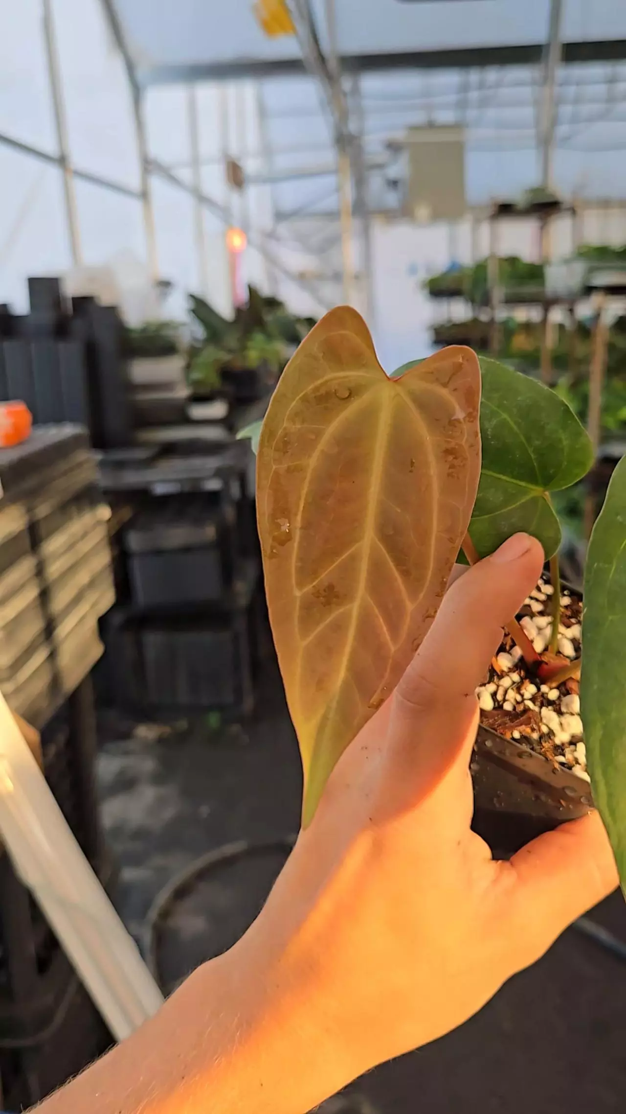 plant/P22 orangey copper emergent. ( Tim Anderson Crystal Mag  / Tims Black) x open-0