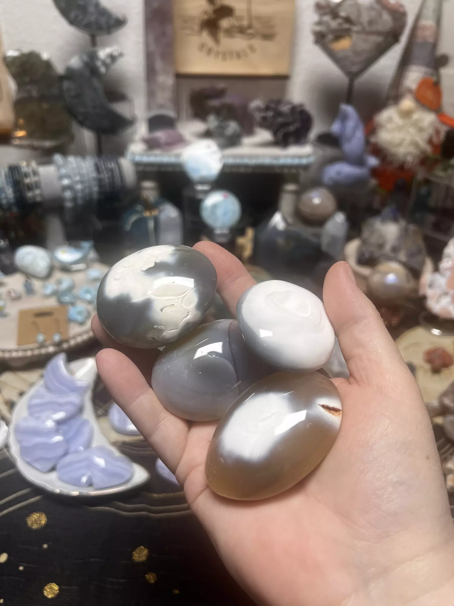 plant/(One) Orca Agate Palm chosen intuitively-0