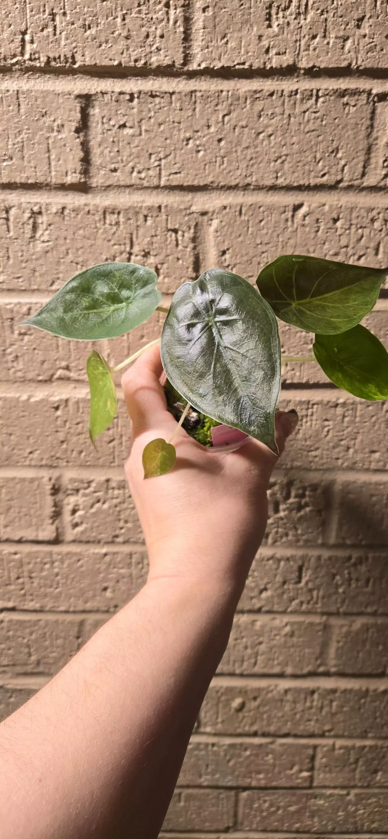 plant/Alocasia wentii-2