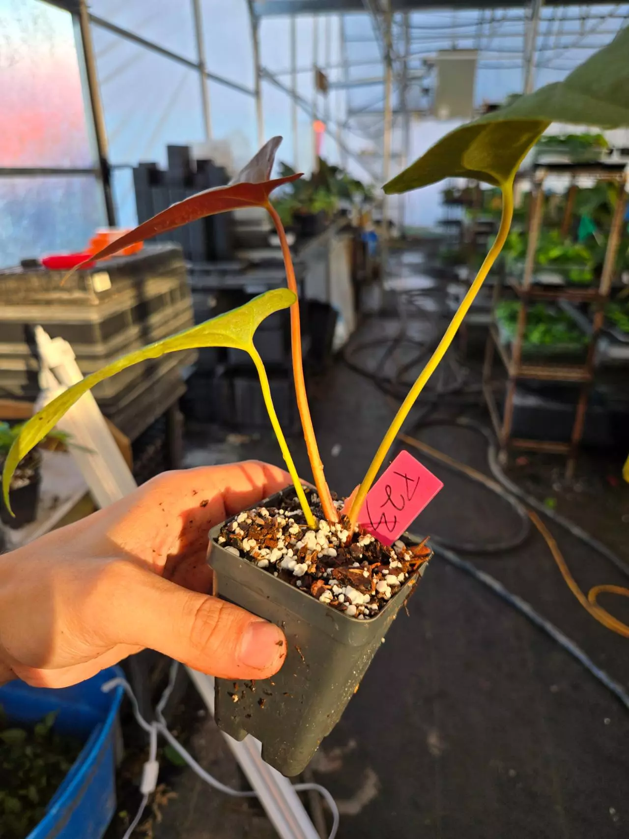 plant/P23 reddish dark chocolate( Papillaminum RG/ Hoffmannii RG #3) x Portillae NSE Dewey Fisk Clone-3