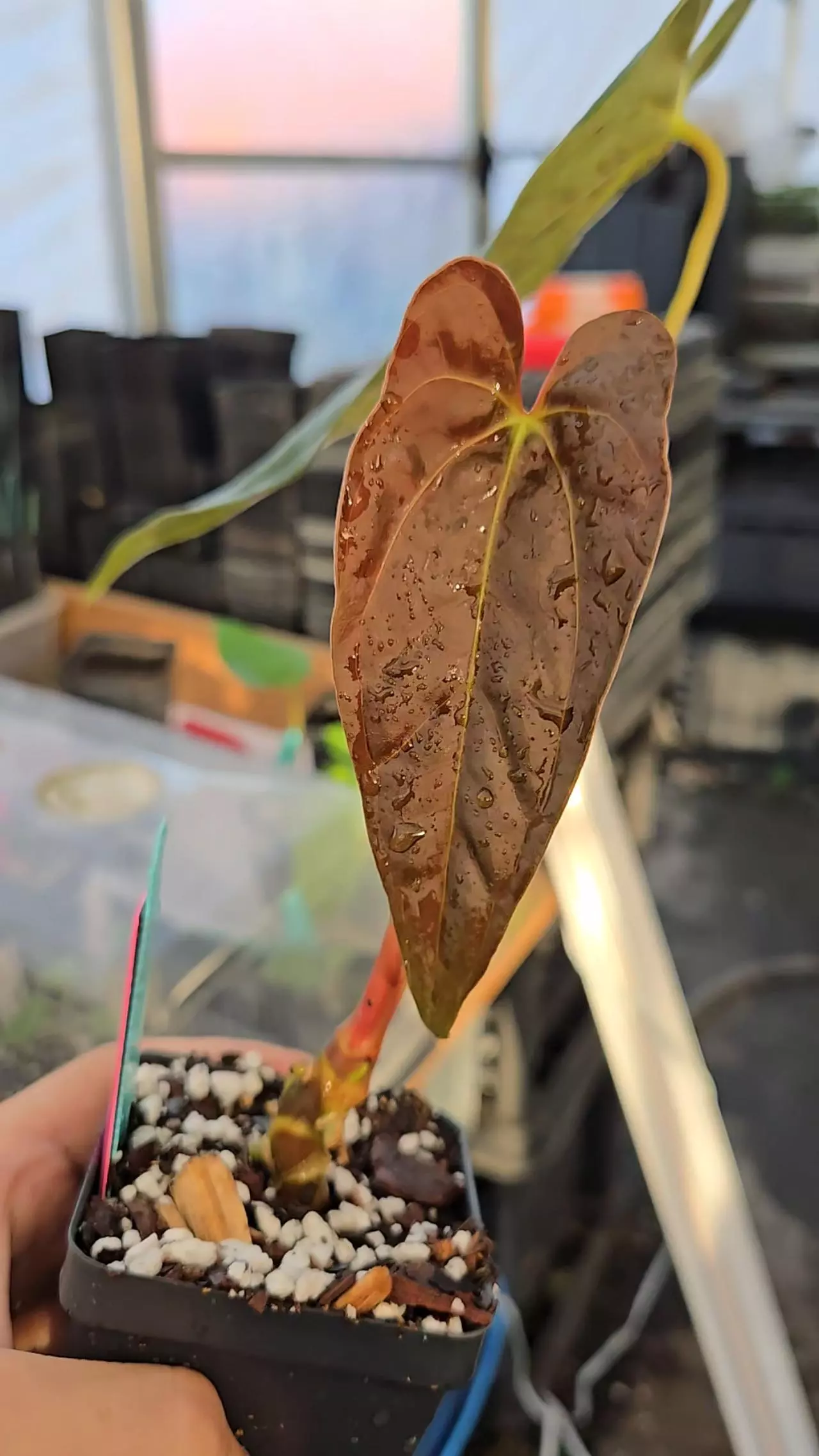 plant/P15 Dark chocolate emergent. Ralph Lynam NOID x Papillaminum Puffy-0