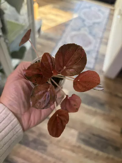 plant/Peperomia Pink Lady-2-thumbnail