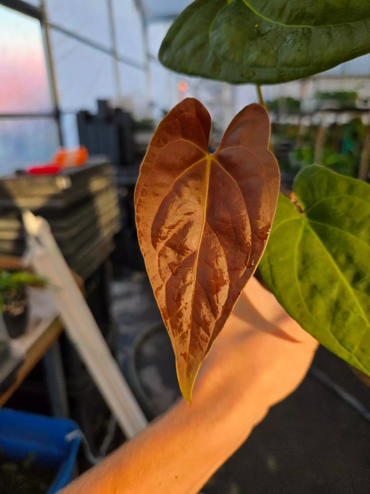 plant/P23 reddish dark chocolate( Papillaminum RG/ Hoffmannii RG #3) x Portillae NSE Dewey Fisk Clone-1