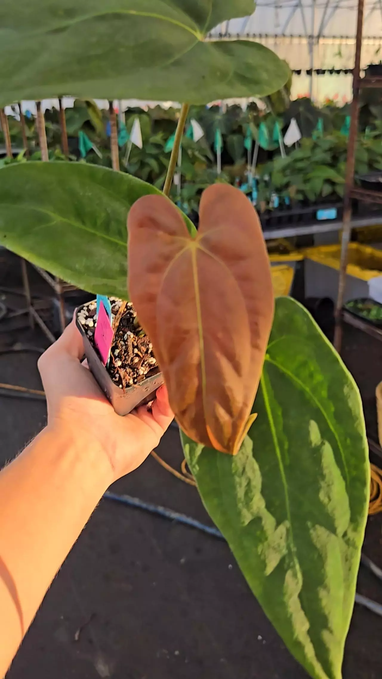 plant/P21 orangey red emergent. Papillaminum Nice Pap #1 x Portillae NSE Dewey Fisk Clone-0