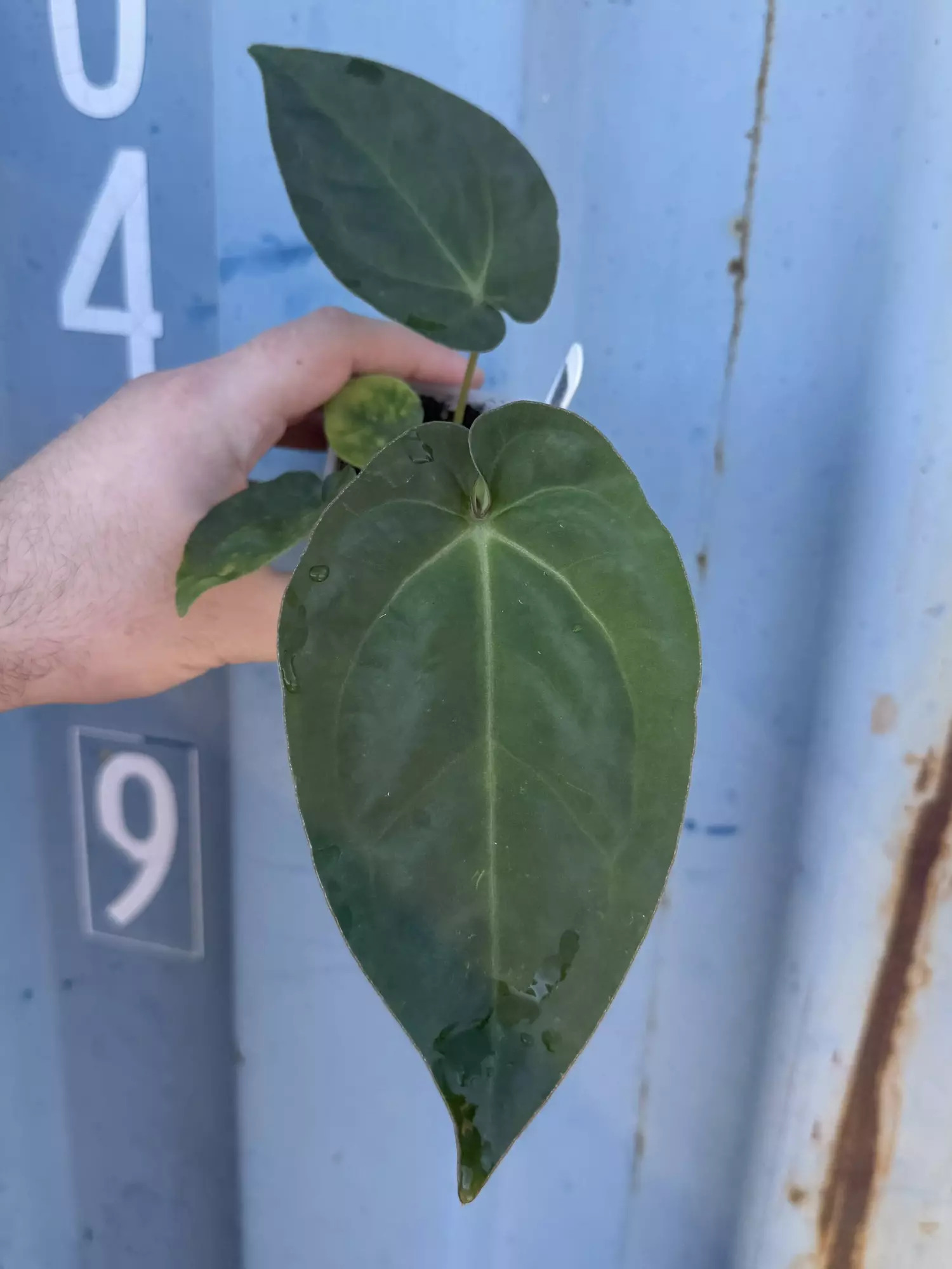 plant/0169 (Besseae x Crystal) x (sp. Napo x Forgetii)-0