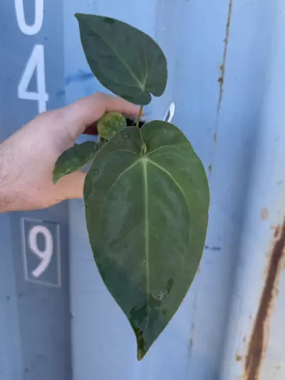 plant/0169 (Besseae x Crystal) x (sp. Napo x Forgetii)-0-thumbnail