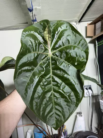 plant/0169 (Besseae x Crystal) x (sp. Napo x Forgetii)-2-thumbnail