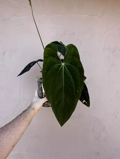 plant/0196 Pap (Voldemort x GY) x (The Wall x Dorito Port)-2-thumbnail