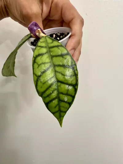 plant/Hoya Callistophylla (112)-1-thumbnail