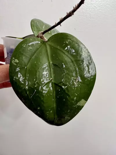plant/Hoya WRX18-101 Verticillata HSL x Vitellina new (6)-2-thumbnail