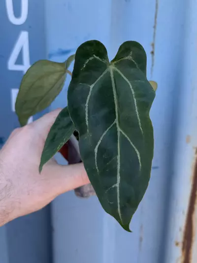 plant/0192 Forgetii x (The Wall x Pap)-0-thumbnail