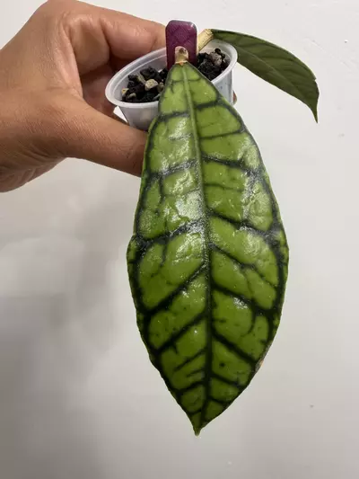 plant/Hoya Callistophylla (112)-2-thumbnail