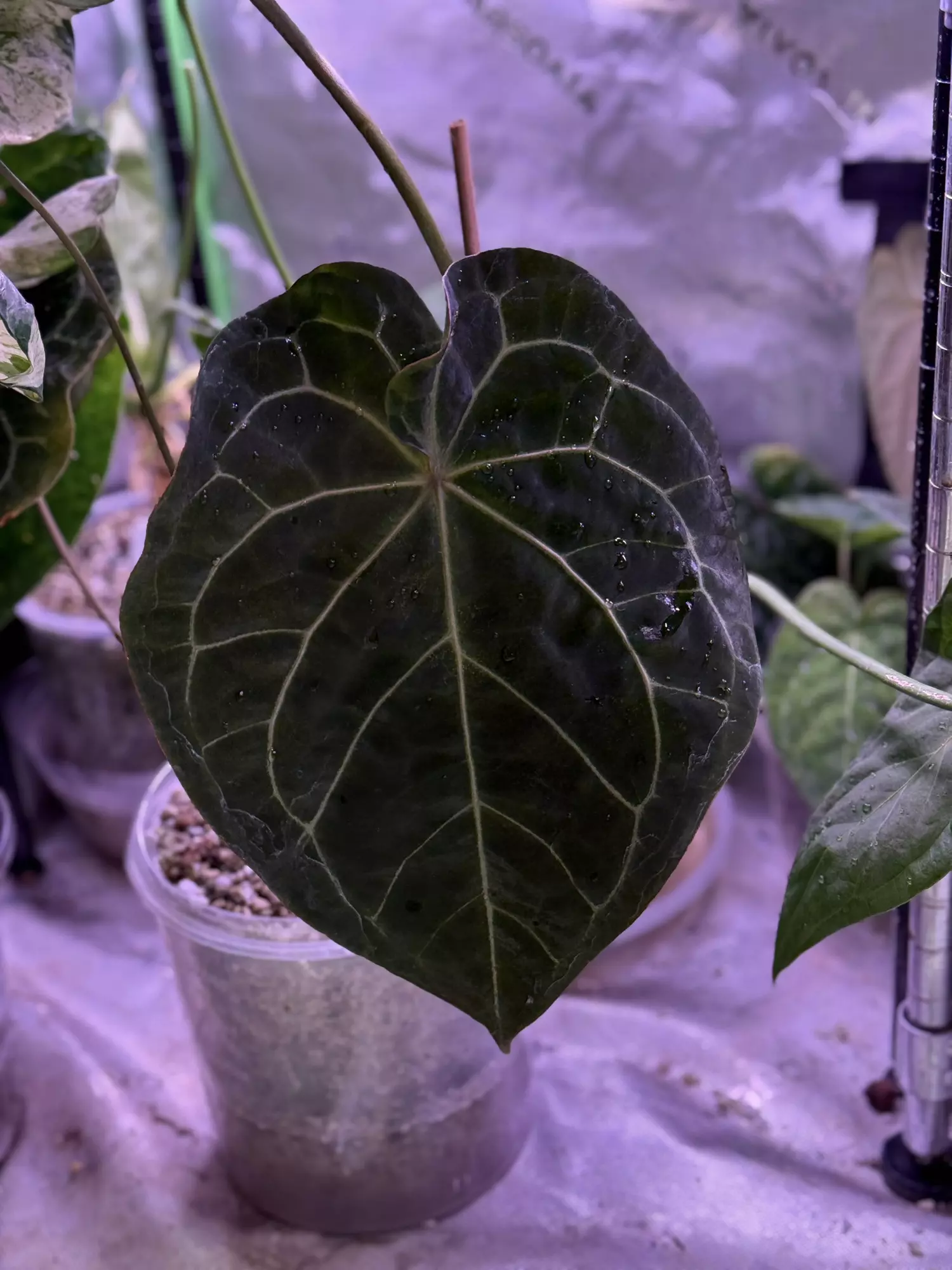 plant/MUTANT ((Crystal x Bess) x Forgetii) x (The Wall x pap)-1