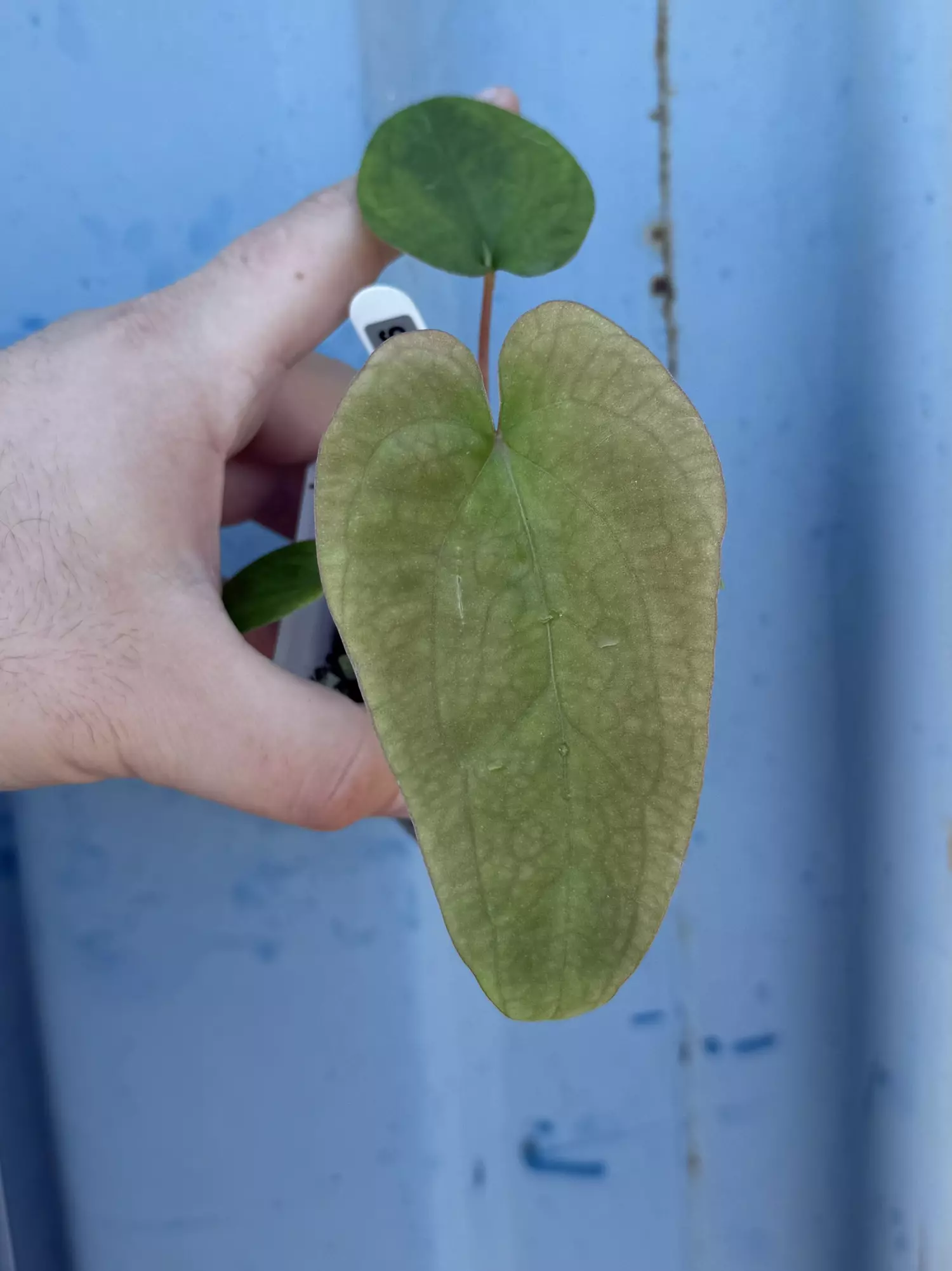 plant/0196 Pap (Voldemort x GY) x (The Wall x Dorito Port)-0