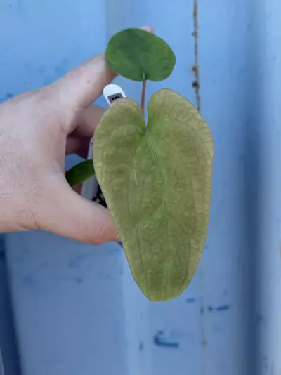 plant/0196 Pap (Voldemort x GY) x (The Wall x Dorito Port)-0-thumbnail