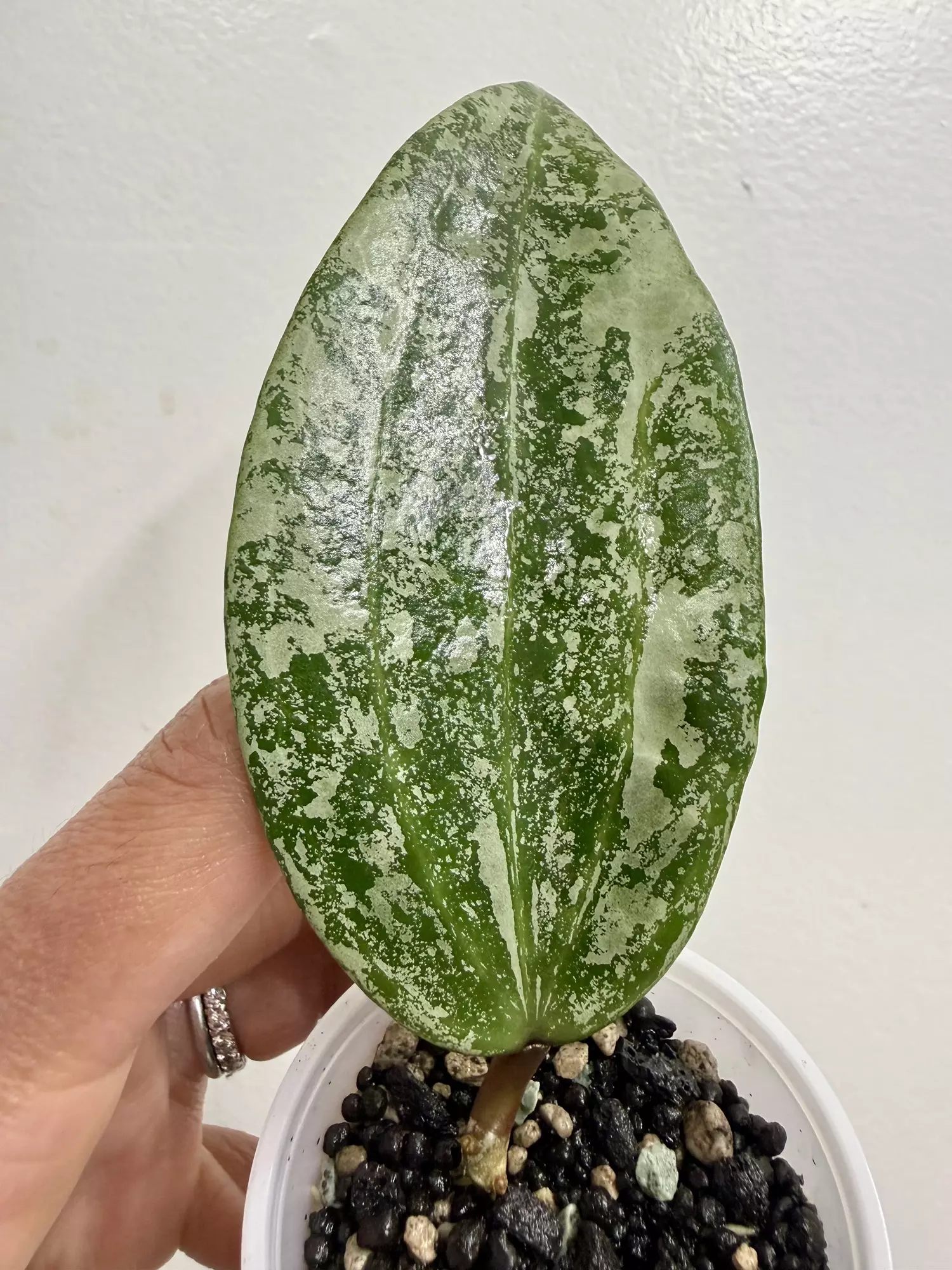 plant/Hoya Rangsan Splash (12)-0