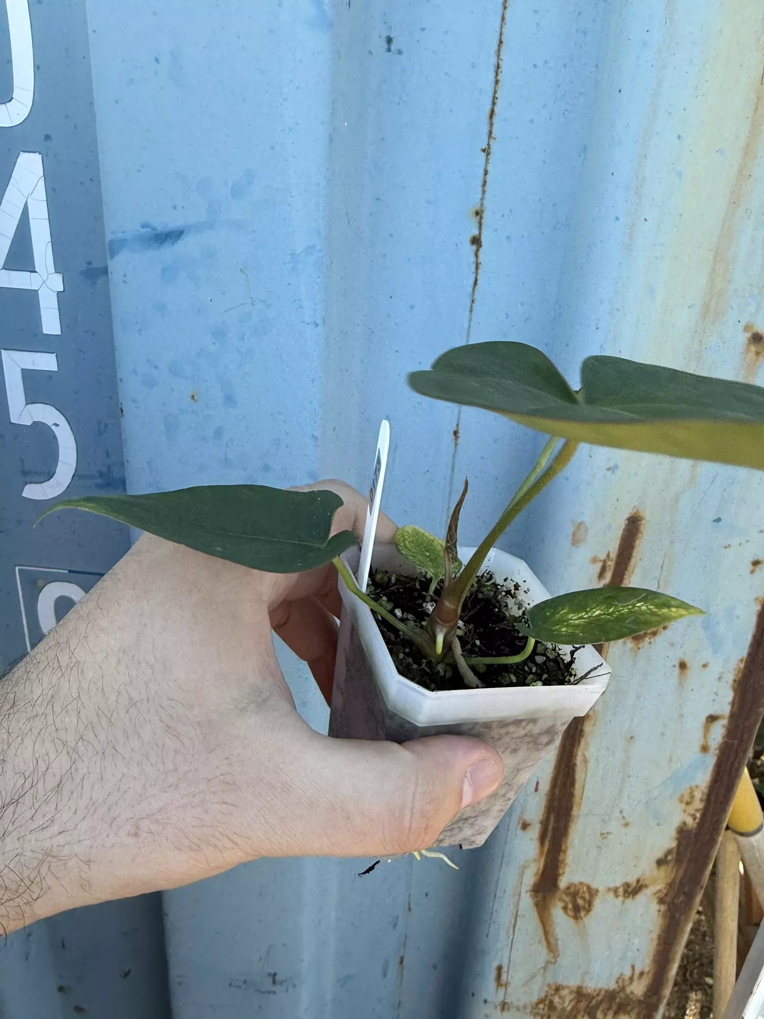 plant/0173 (Besseae x Crystal) x (sp. Napo x Forgetii)-1