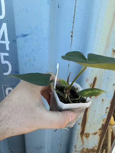 plant/0173 (Besseae x Crystal) x (sp. Napo x Forgetii)-1-thumbnail