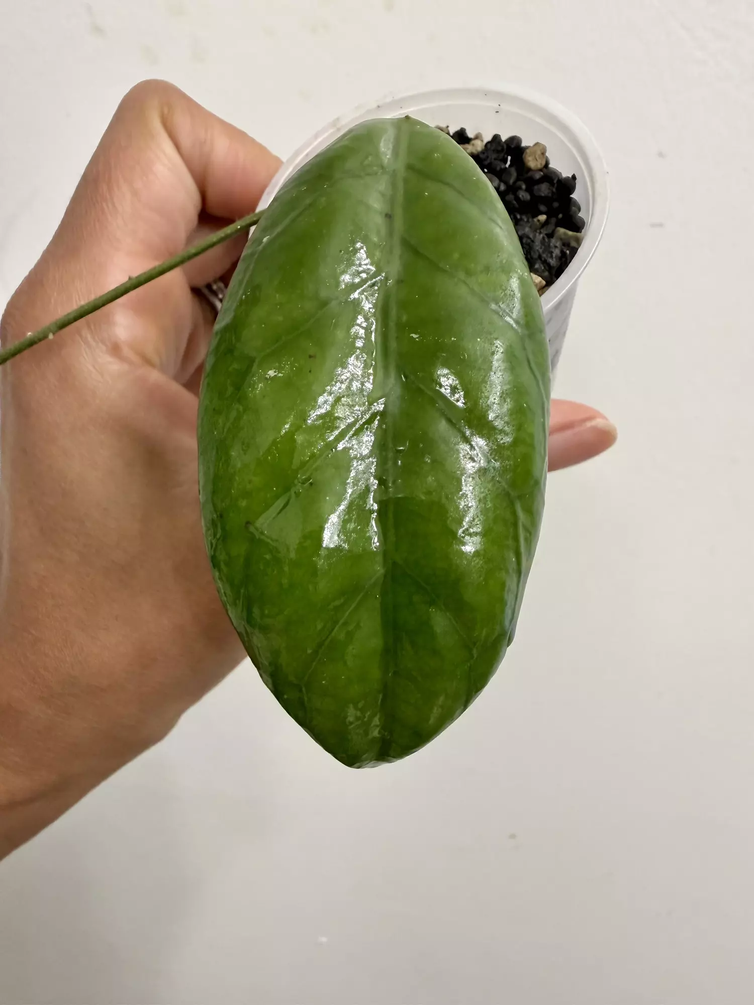 plant/Hoya SP Doi Tung (15)-0