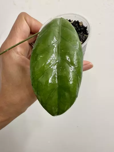 plant/Hoya SP Doi Tung (15)-0-thumbnail