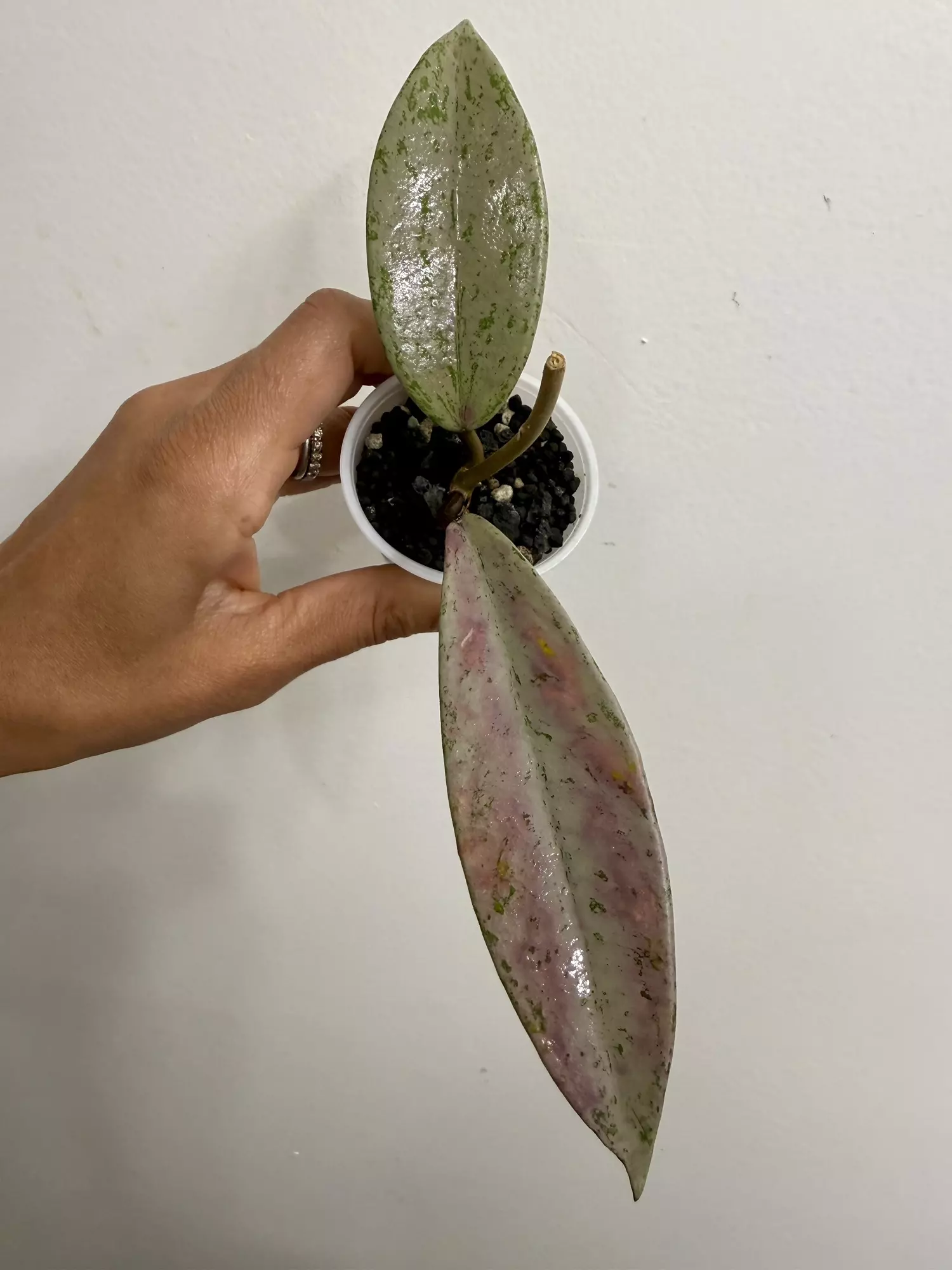 plant/Pubicalyx pink silver ghost (34)-0