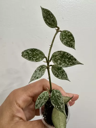 plant/Hoya Lacunosa Splash-0-thumbnail