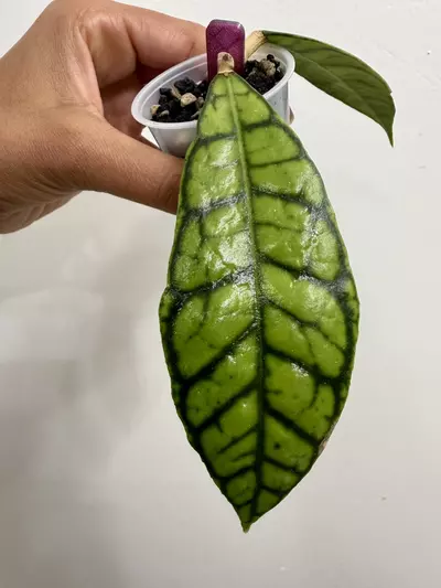 plant/Hoya Callistophylla (112)-0-thumbnail
