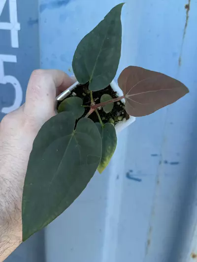 plant/0184 Lost Tag-1-thumbnail