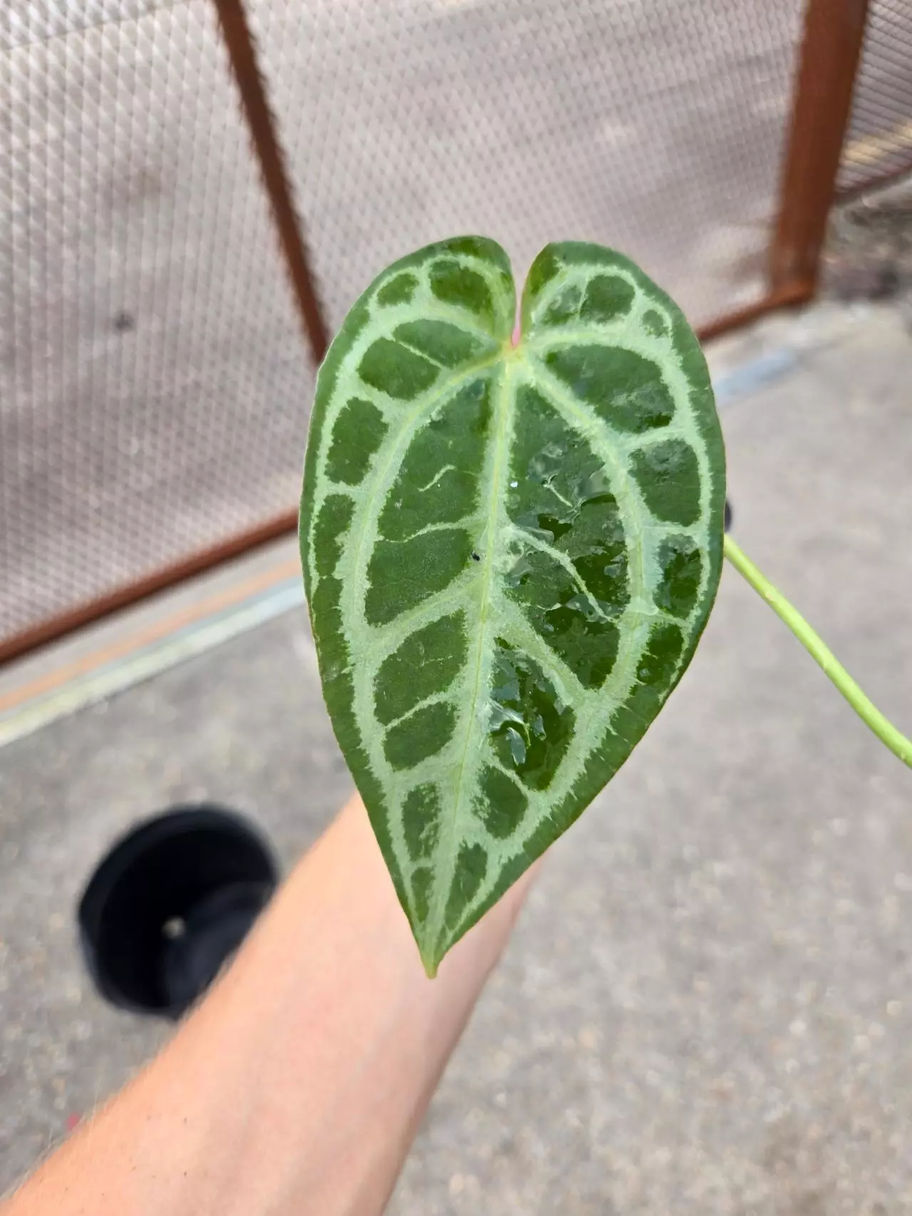 plant/P31 Selby Silver-1