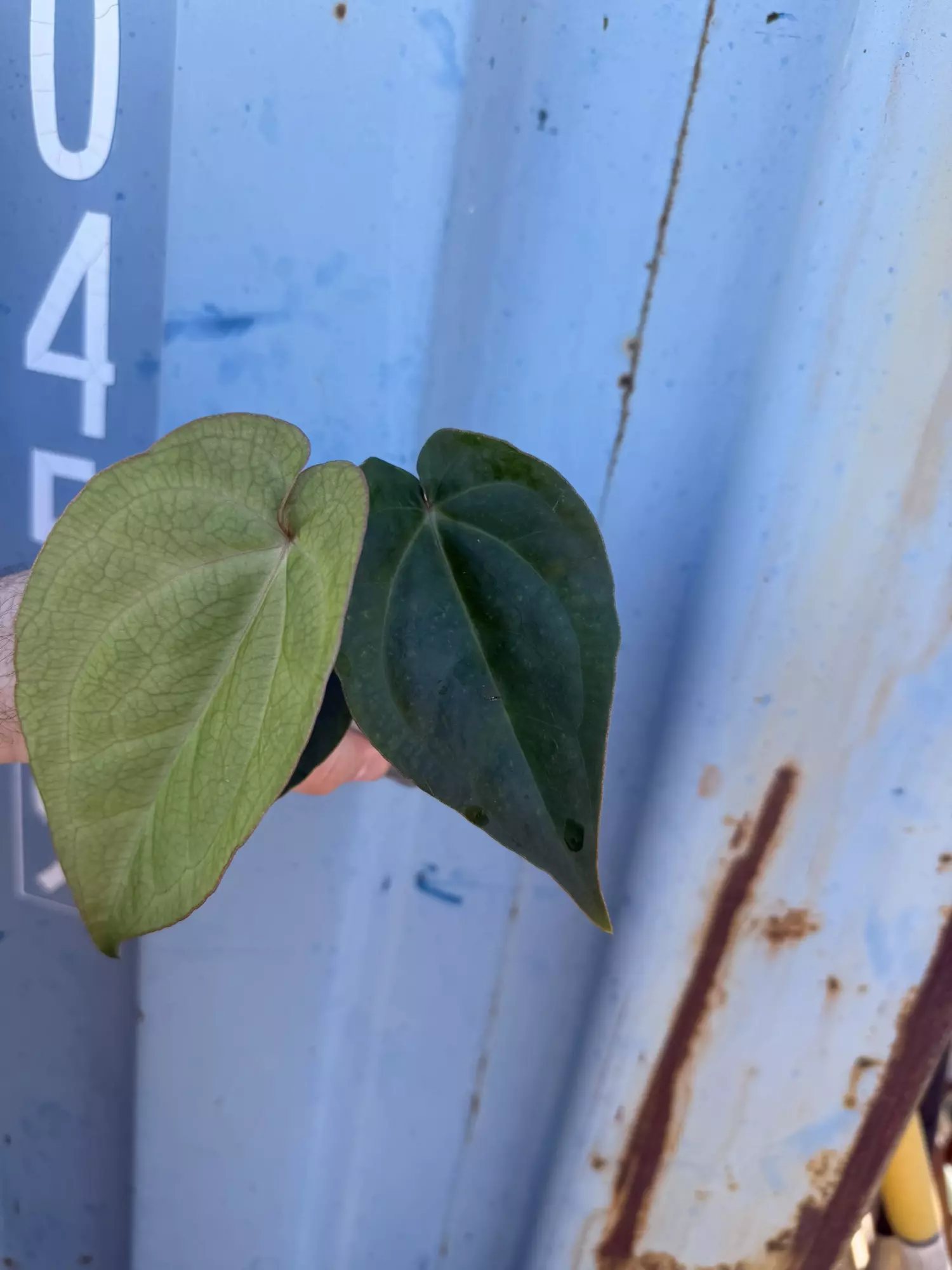 plant/0034 (Besseae x Crystal) x (Sp. napo c Forgetii)-1