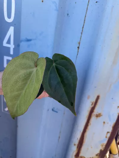 plant/0034 (Besseae x Crystal) x (Sp. napo c Forgetii)-1-thumbnail