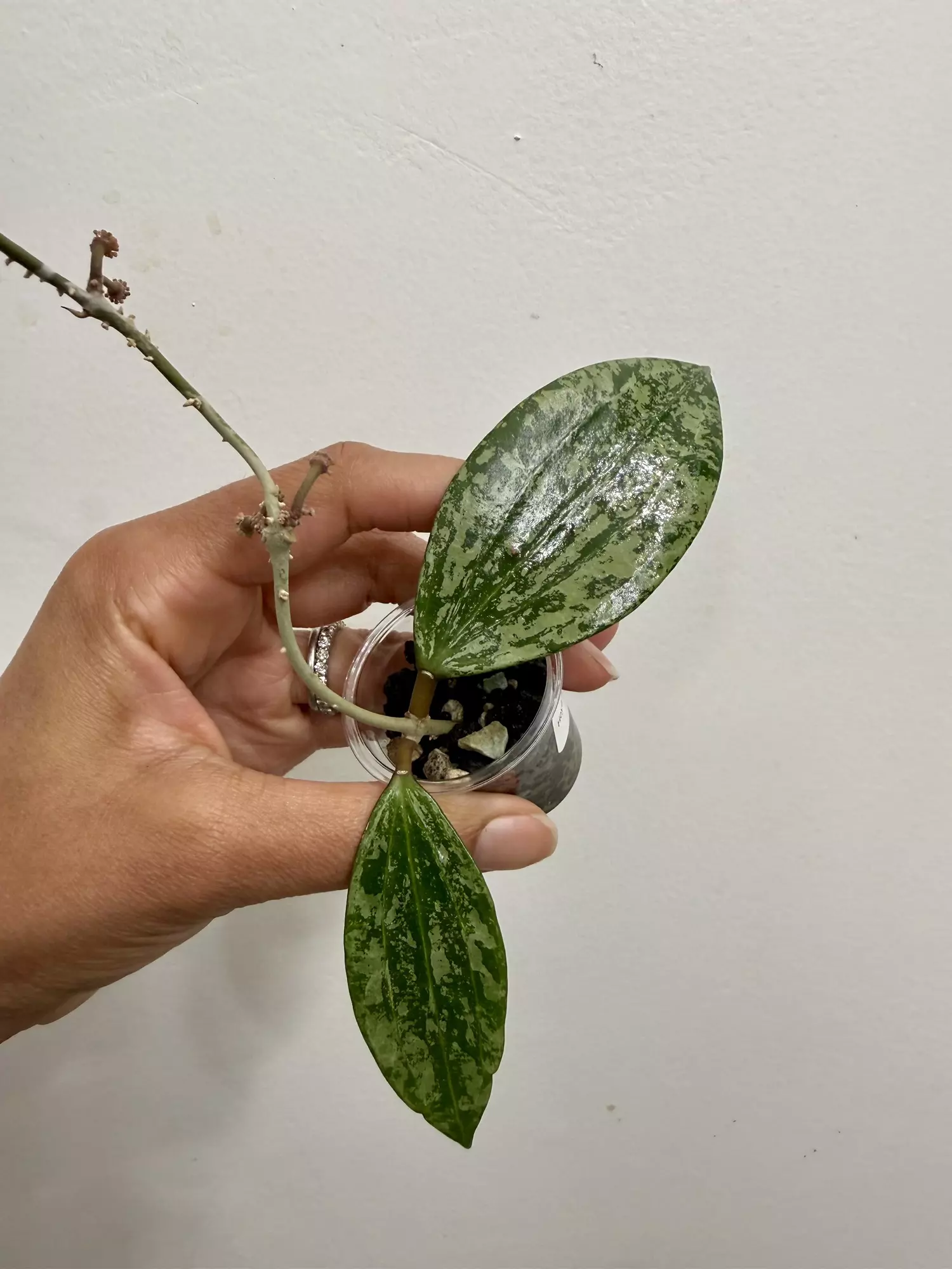 plant/Hoya Rangsan Splash (16)-1