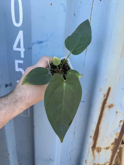 plant/0173 (Besseae x Crystal) x (sp. Napo x Forgetii)-0-thumbnail