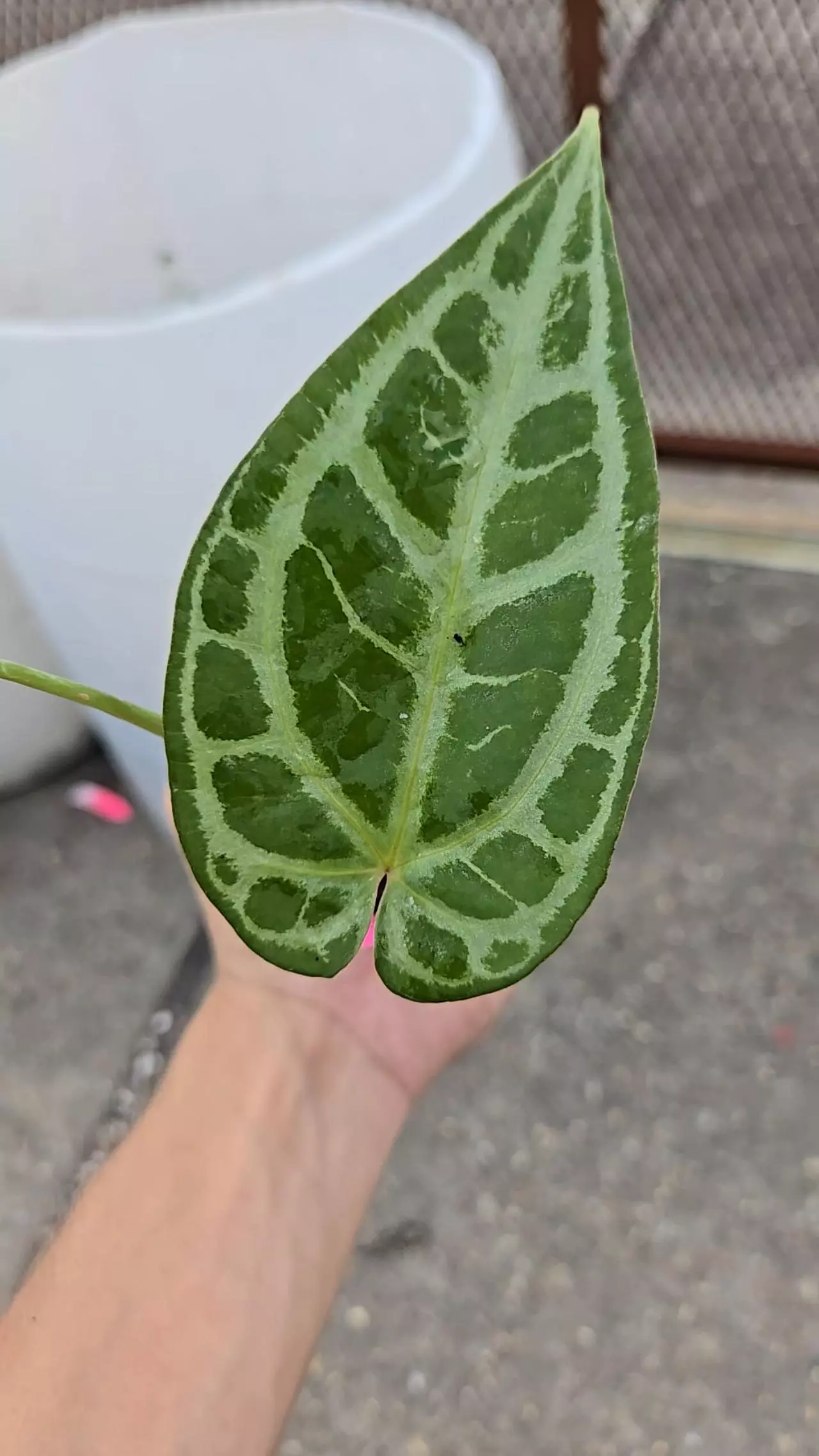 plant/P31 Selby Silver-0