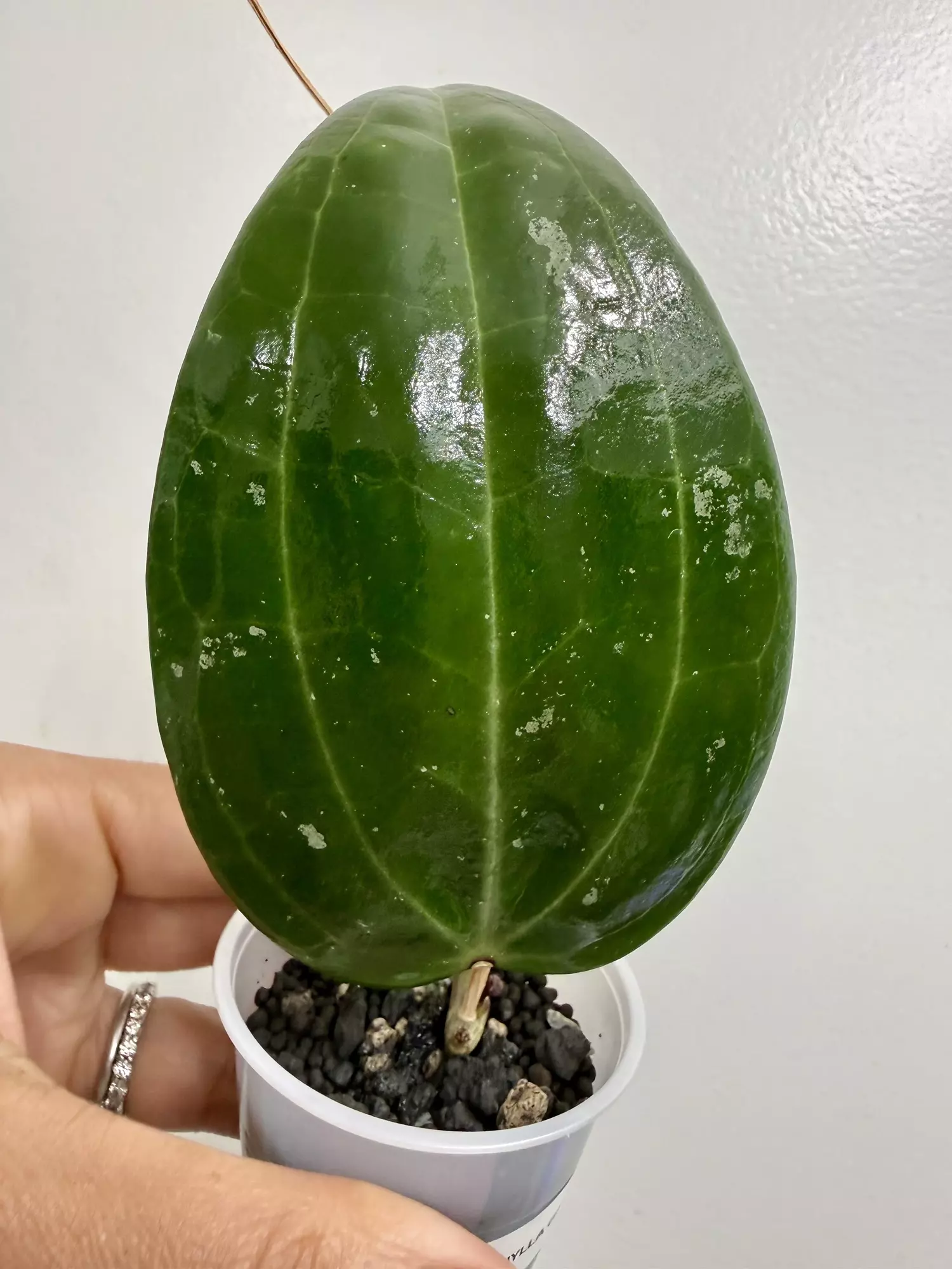 plant/Macrophylla green form (2)-0