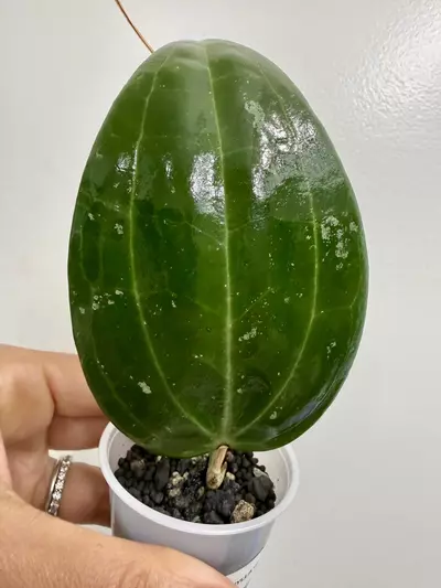 plant/Macrophylla green form (2)-0-thumbnail