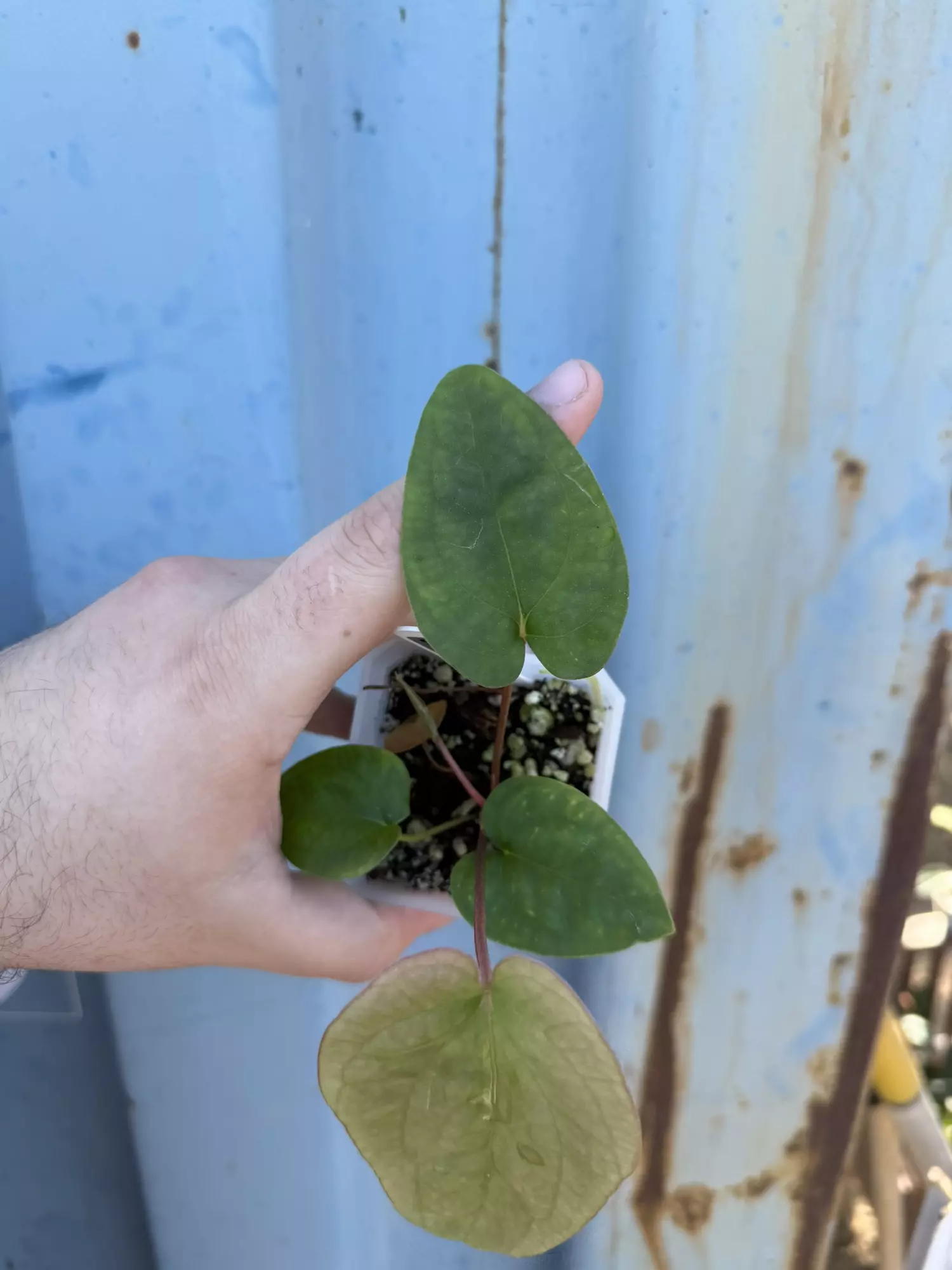 plant/0196 Pap (Voldemort x GY) x (The Wall x Dorito Port)-1