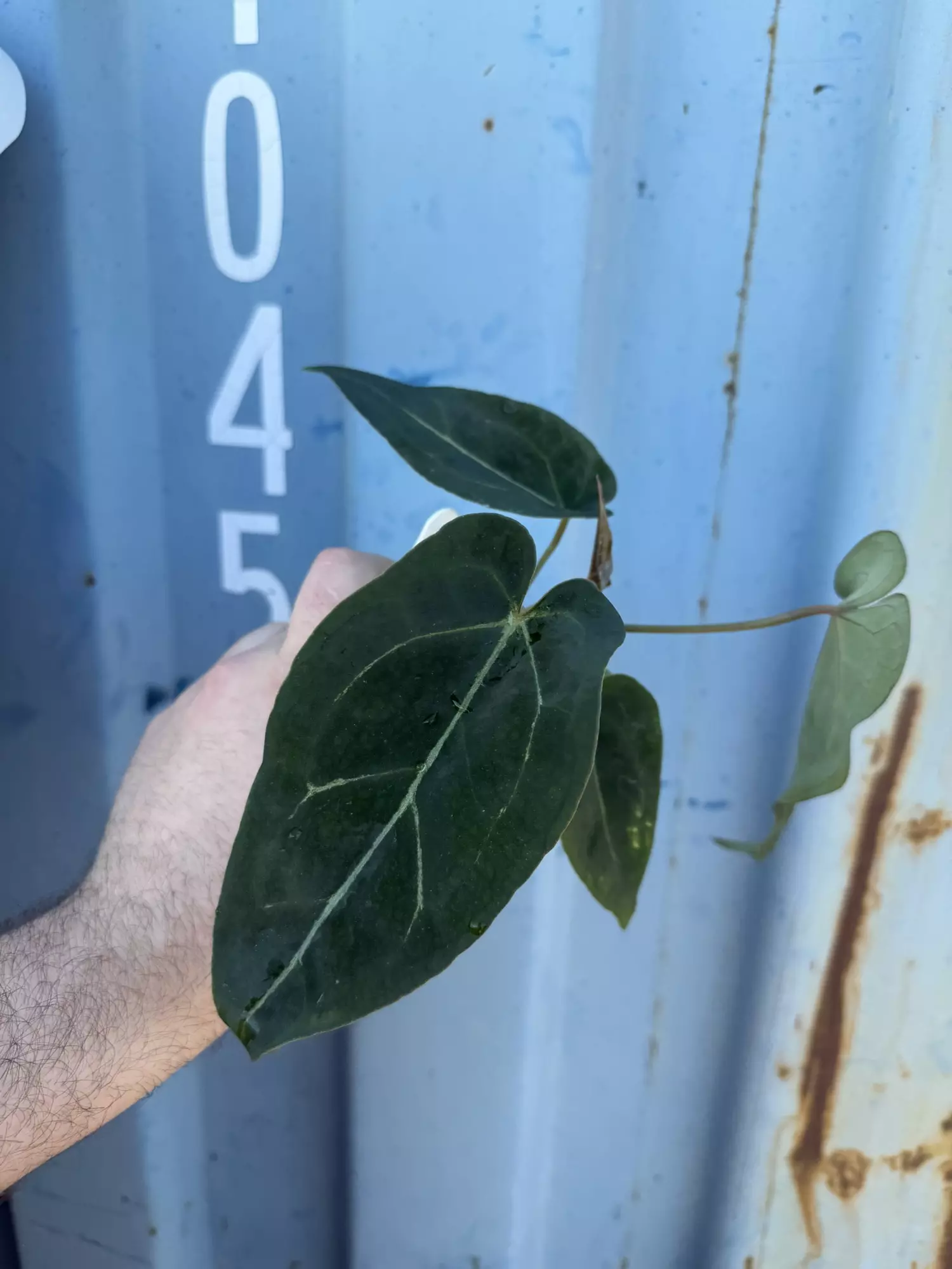 plant/0192 Forgetii x (The Wall x Pap)-1