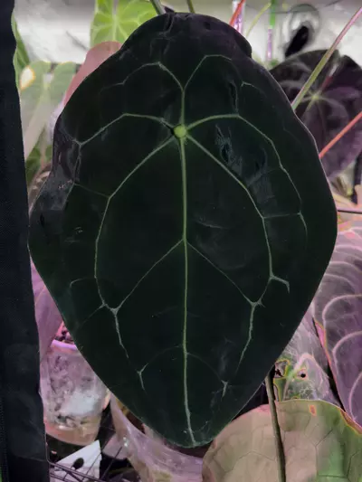 plant/0192 Forgetii x (The Wall x Pap)-2-thumbnail