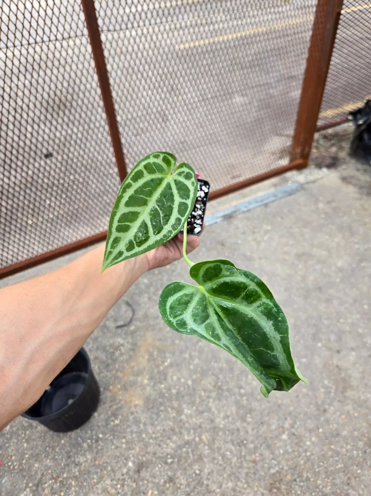 plant/P31 Selby Silver-3