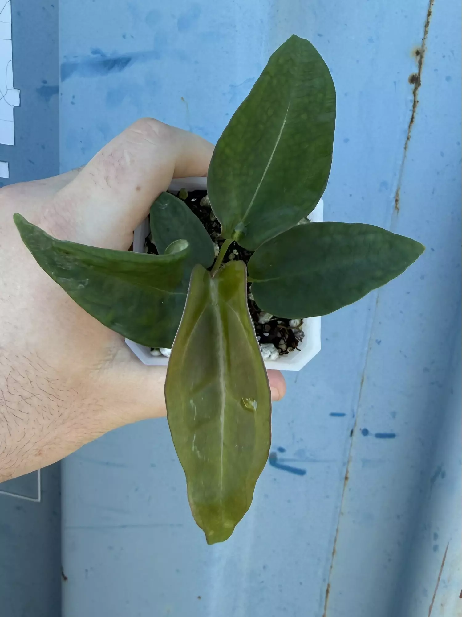 plant/MUTANT ((Crystal x Bess) x Forgetii) x (The Wall x pap)-0