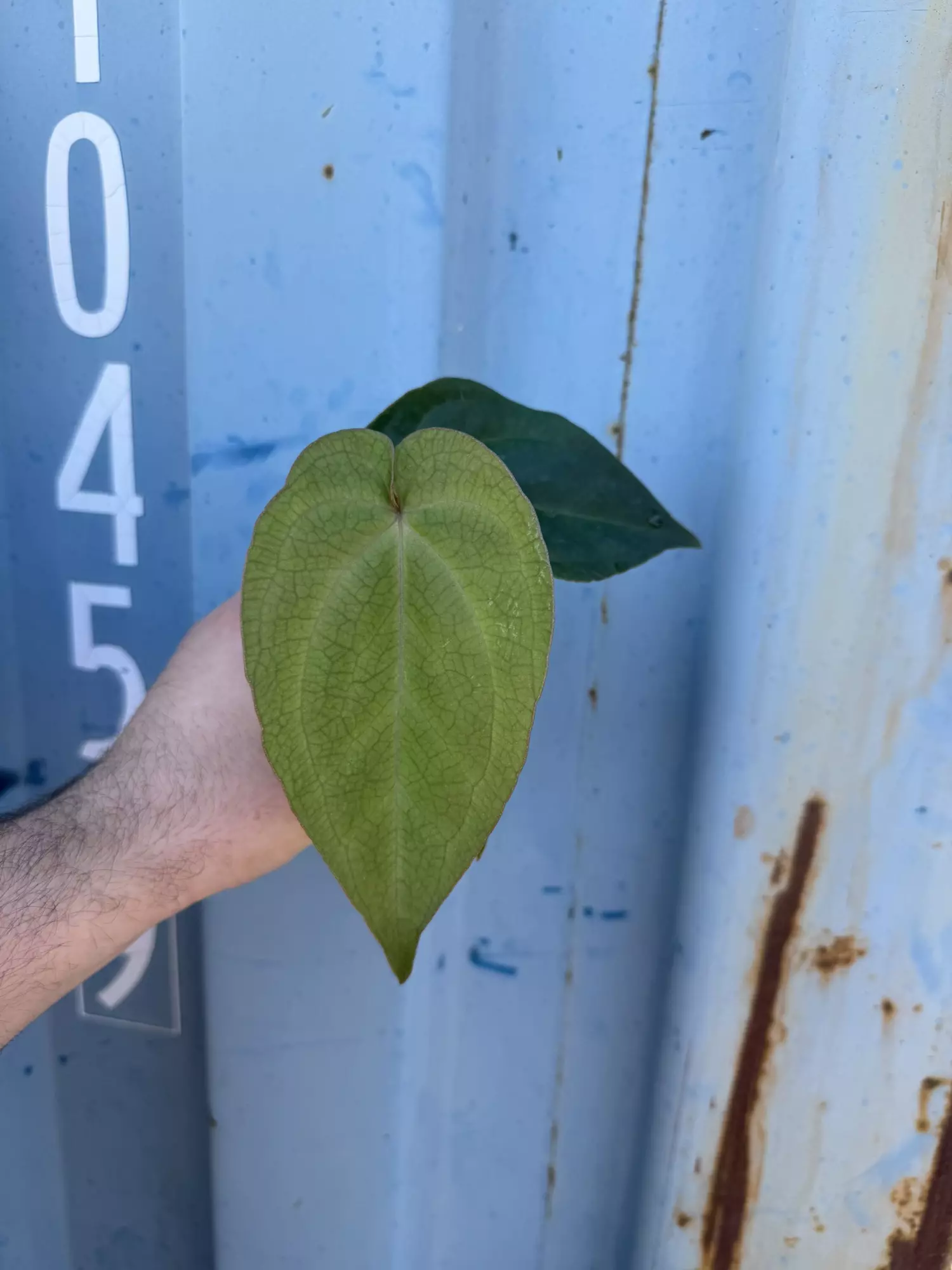 plant/0034 (Besseae x Crystal) x (Sp. napo c Forgetii)-0