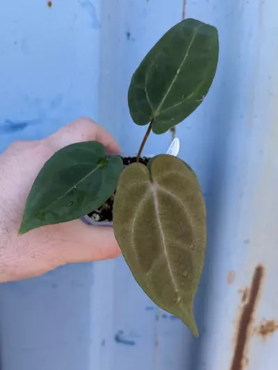 plant/0189 ((Crystal x Bess) x Forgetii) x (The Wall x pap)-0-thumbnail