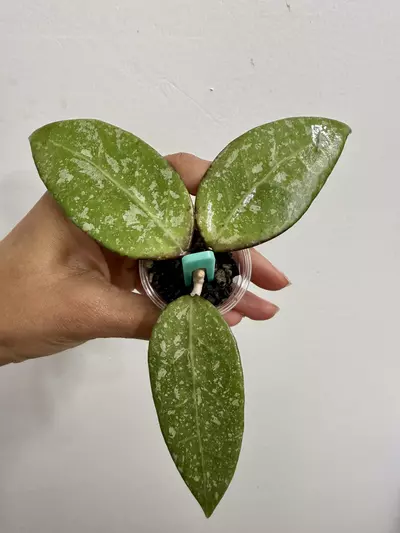 plant/Hoya VerticillataPM-171 (18)-0-thumbnail