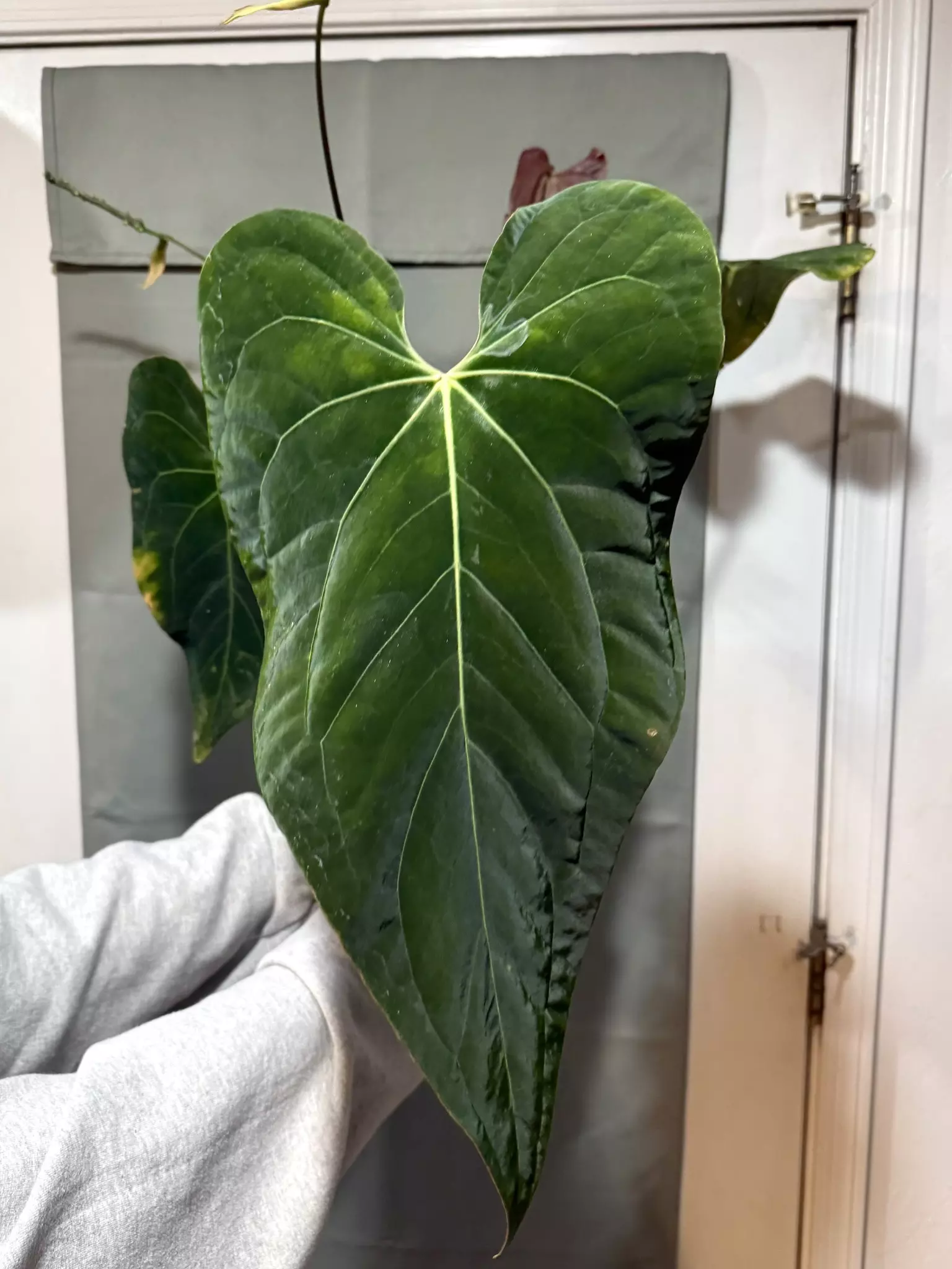 plant/0196 Pap (Voldemort x GY) x (The Wall x Dorito Port)-3